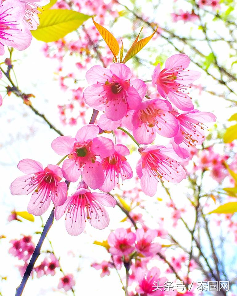 泰国黎府,泰国北柳府樱花