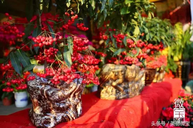 英德美丽的花街,英德花街