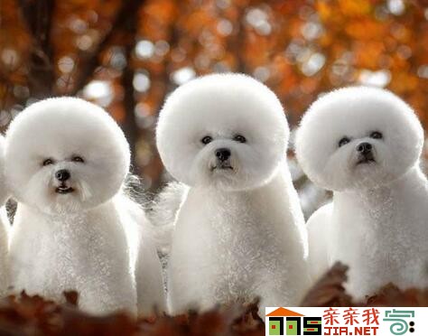 纯黑狗狗品种大全,狗狗品种大全智商排名