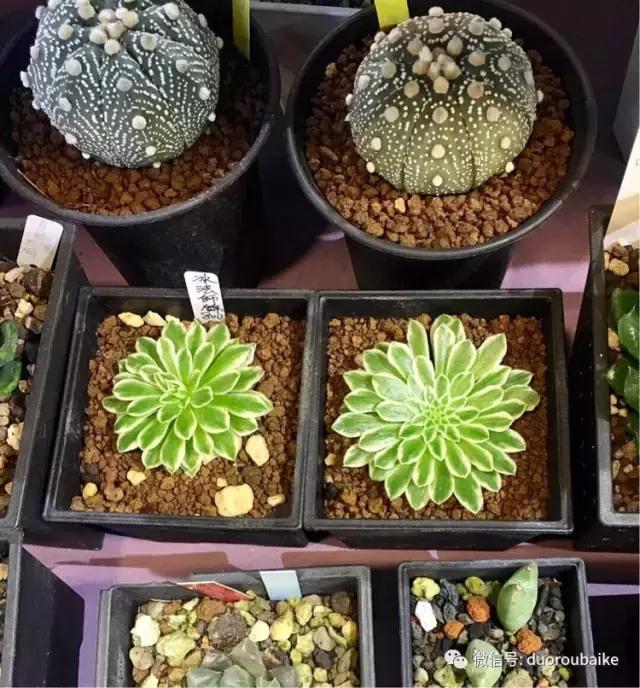 台湾寻肉之旅：小玲带你逛春节的台北花市！