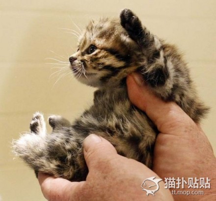 一天能吃六顿饭的猫,一天能吃半斤肉吗