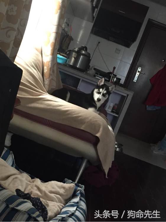 养哈士奇的正确方法,二货哈士奇都知道怎么养的吗