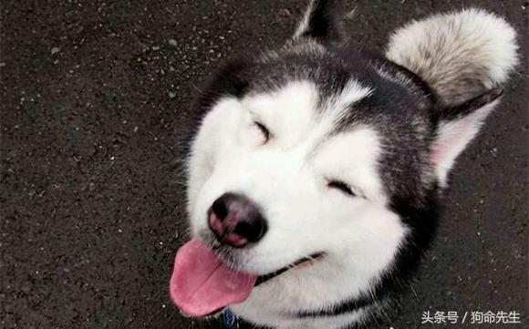 养哈士奇的正确方法,二货哈士奇都知道怎么养的吗