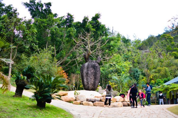 盆栽国色天香,国色天香立春