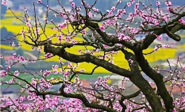 春风里，大爱罗田！