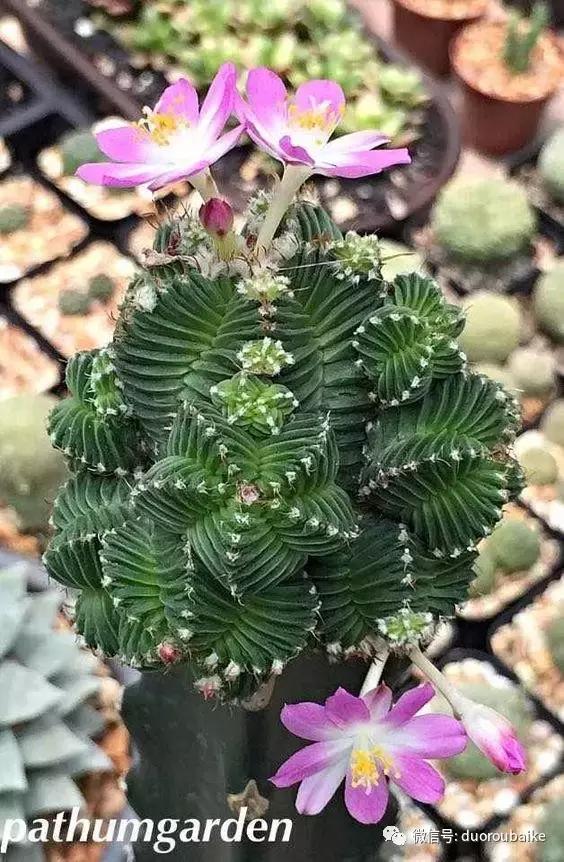 沙子可以种多肉吗,你还在用营养土种多肉吗