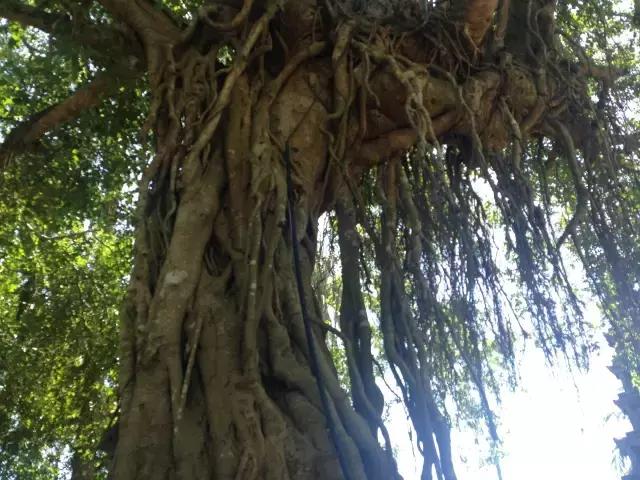 和孩子一起制定下一次旅行的计划,跟着语文书去旅行2020