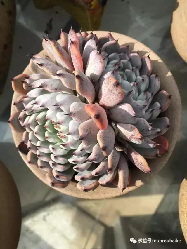多肉是黯淡生活里的良药,多肉是解决烦恼和疲惫的良药