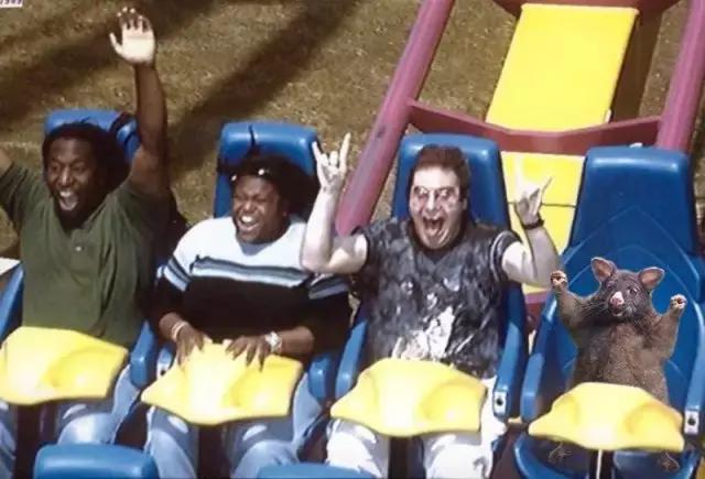 新西兰负鼠与蛇,新西兰负鼠是什么