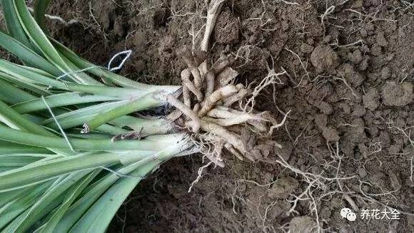 绿萝瀑布吊兰,养花吊兰绿萝