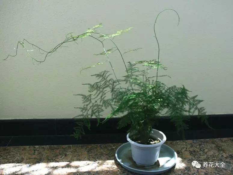 绿萝瀑布吊兰,养花吊兰绿萝