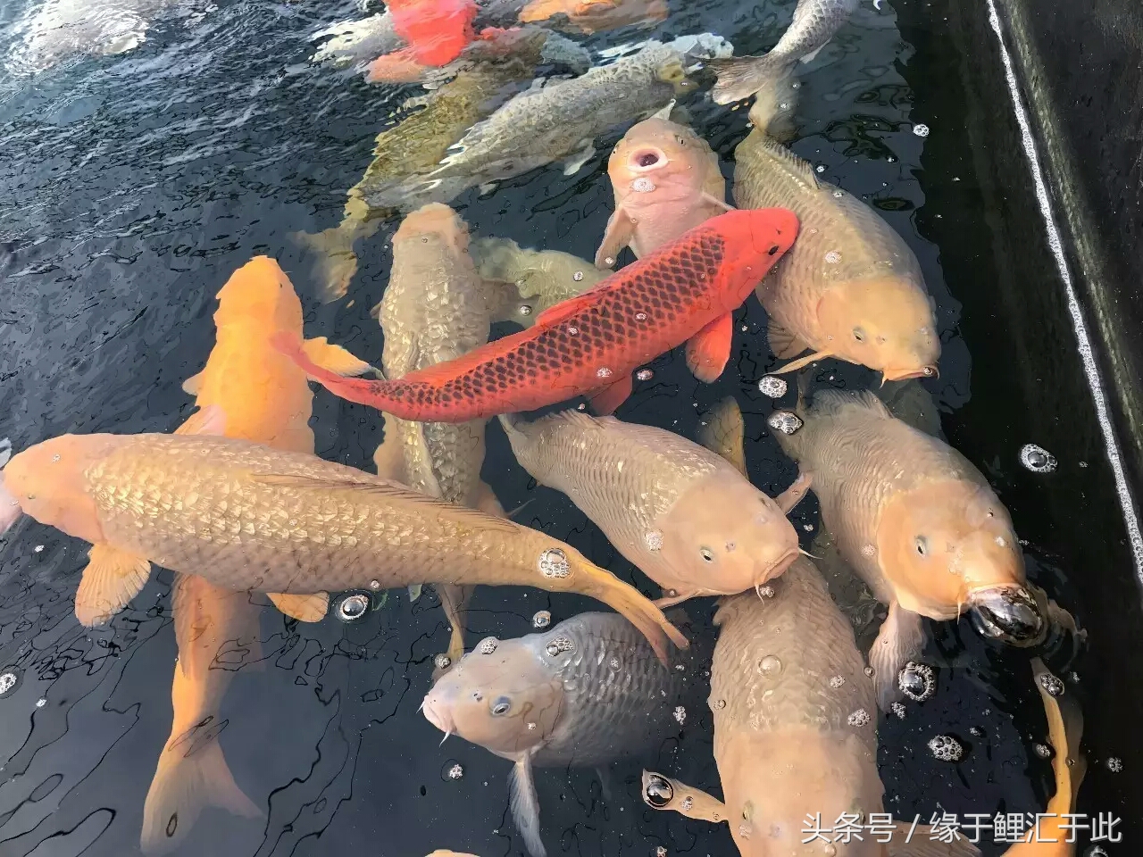 成功的养殖案例分析,成功养虾的经历