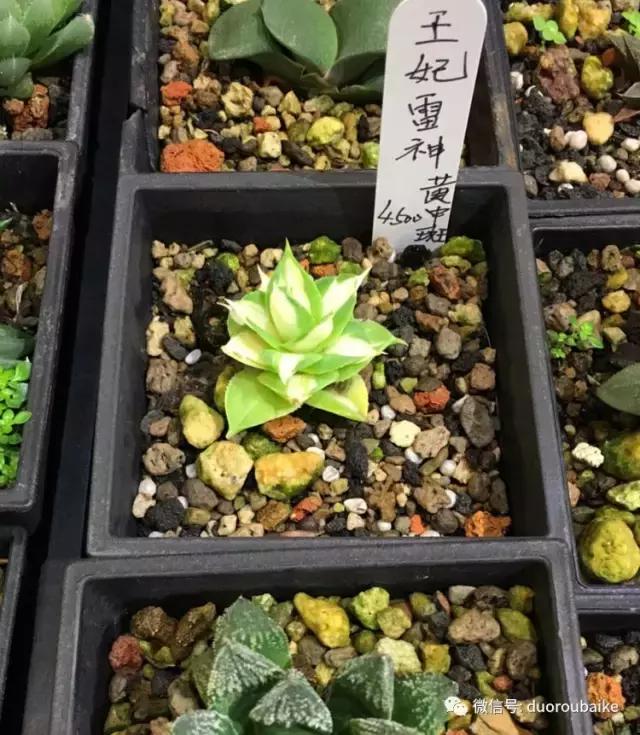 春节花市的鲜花,春节能看花的植物