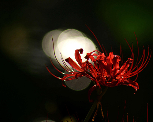 轮回转世最早在哪里提到的,轮回转生的前世征兆
