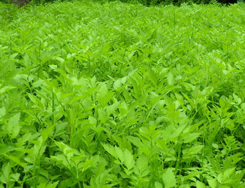 农村路边常见的中草药你认识几种,农村常见中草药盘点