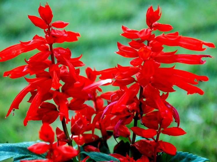 农村路边常见的中草药你认识几种,农村常见中草药盘点