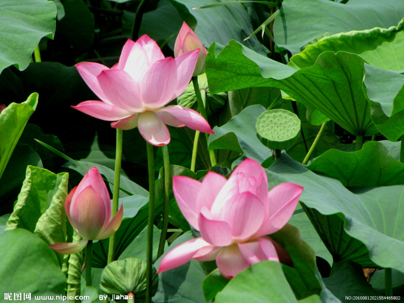 农村路边常见的中草药你认识几种,农村常见中草药盘点