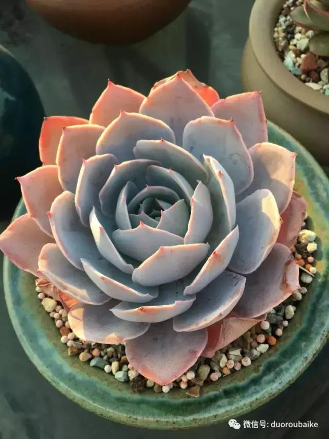 多肉是黯淡生活里的良药,多肉是解决烦恼和疲惫的良药