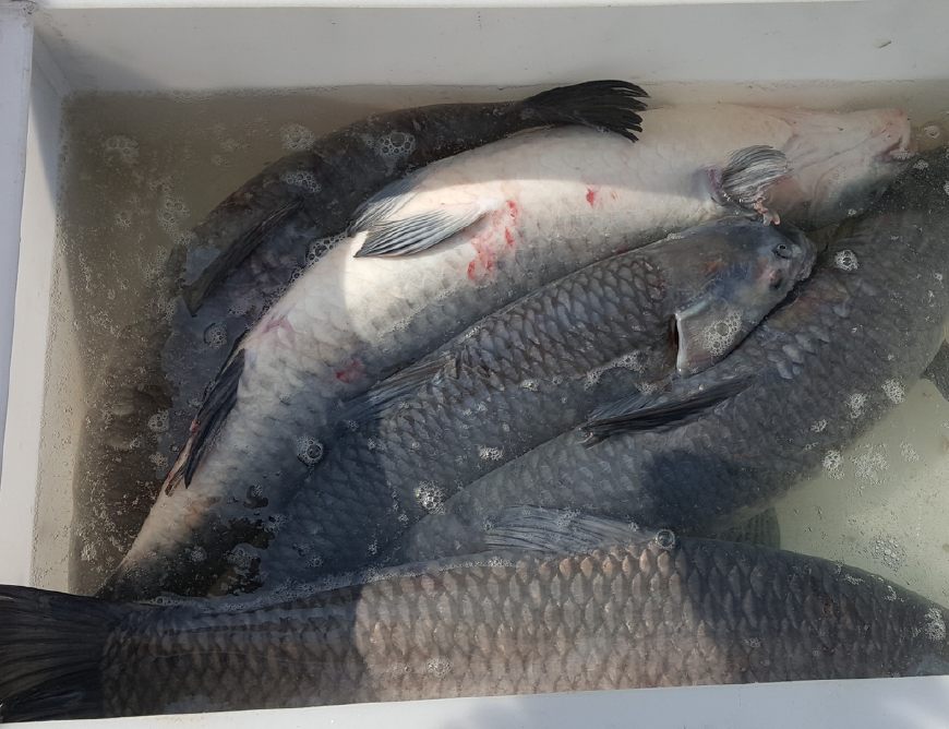 钓鱼鱼竿硬怎么遛鱼视频,鱼竿太软好不好钓鱼