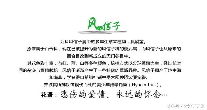 看完这些再决定要不要养猫吧,学会这几招还怕风信子养不活