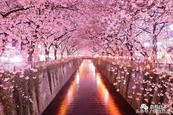 粉色预警信号,国誉日本樱花限定