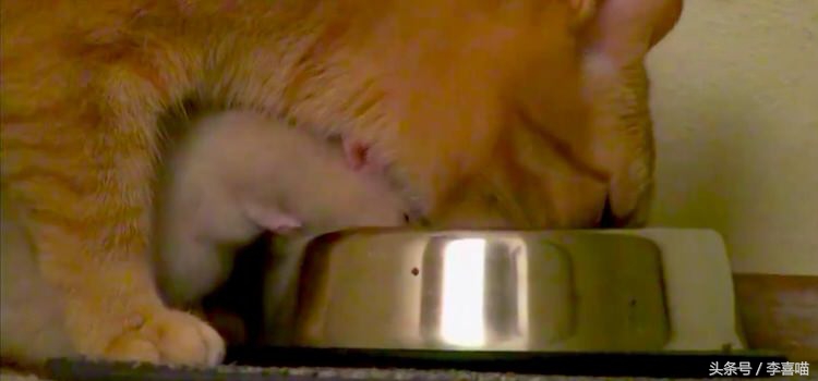 一只和老鼠成为好朋友的猫,一只老鼠和一只猫成为朋友