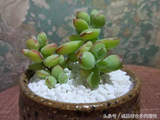 达摩福娘多肉的养殖方法,达摩福娘和精灵豆的区别