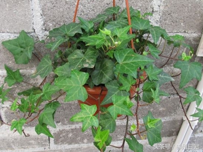 新家最适合养哪种耐阴的植物,吸甲醛最好的植物哪种排名第一