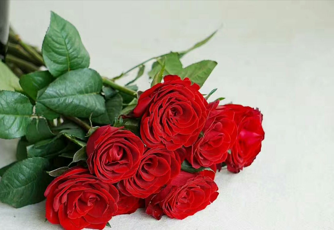 玫瑰集爱与美于一身,集爱与美于一身的玫瑰花