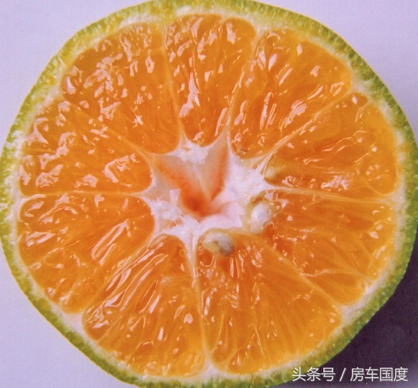 入境模拟课堂第二讲：澳大利亚海关入境与物品申报流程攻略