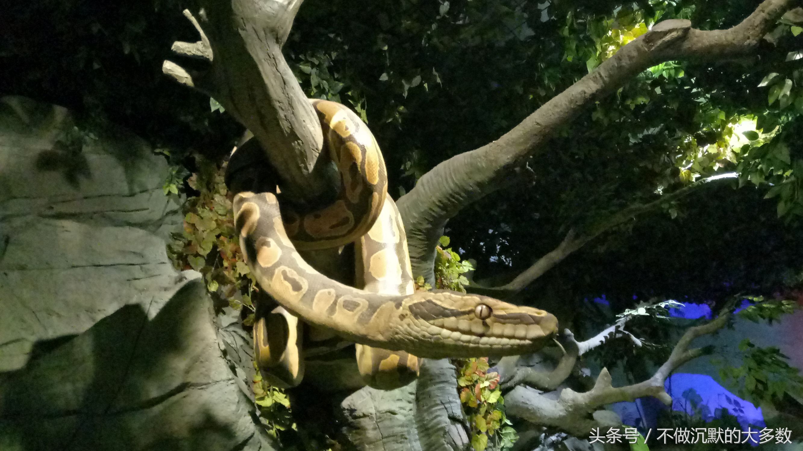 长隆野生动物园金蛇秘境有毒蛇吗,长隆野生动物园金蛇秘境怎么走