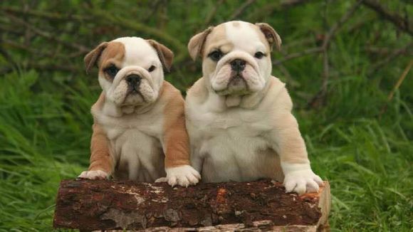 普遍的狗狗品种大全及图片,所有狗狗品种集合大全