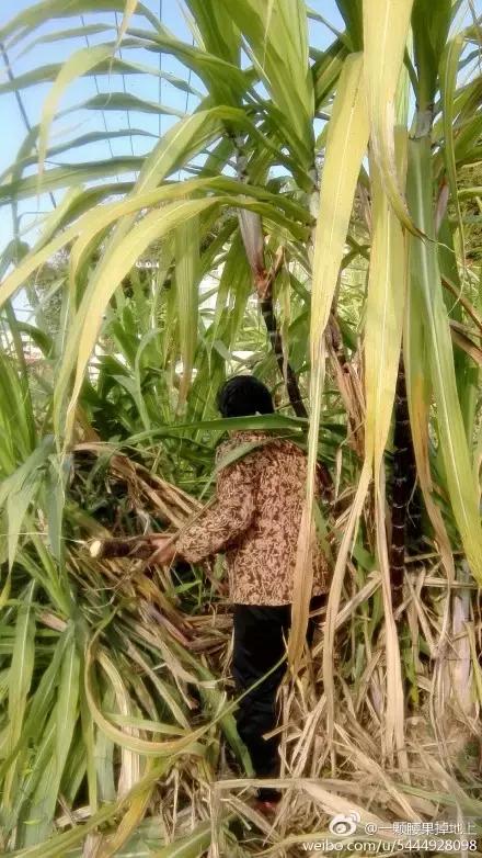 我妈让我带60斤大米去上班？