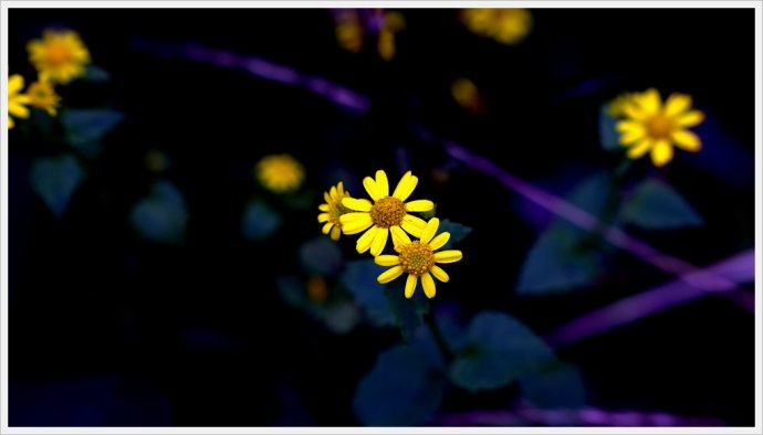 卡尔蔡司经典的50mmf1.4,卡尔蔡司镜片1.56和1.67