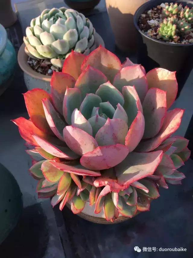 多肉是黯淡生活里的良药,多肉是解决烦恼和疲惫的良药