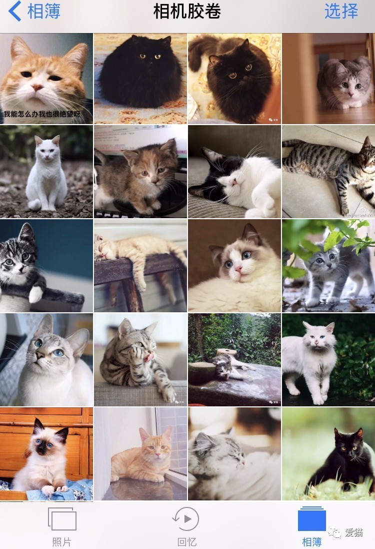 我有“猫”病，请问你有药吗？