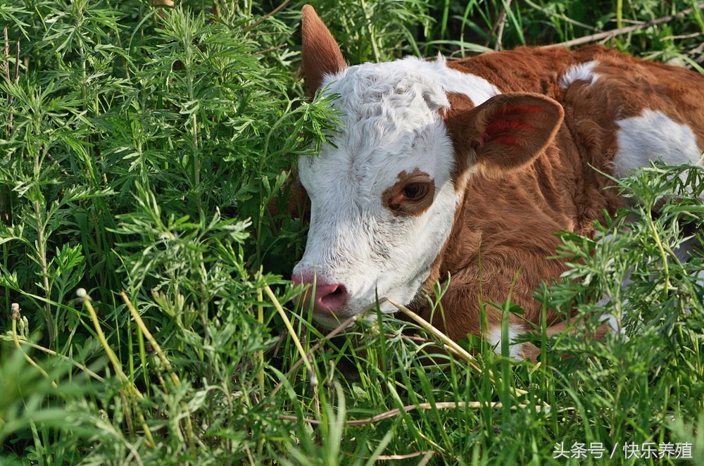 新生犊牛腹泻治疗最佳方法,新生犊牛腹泻怎么饲喂