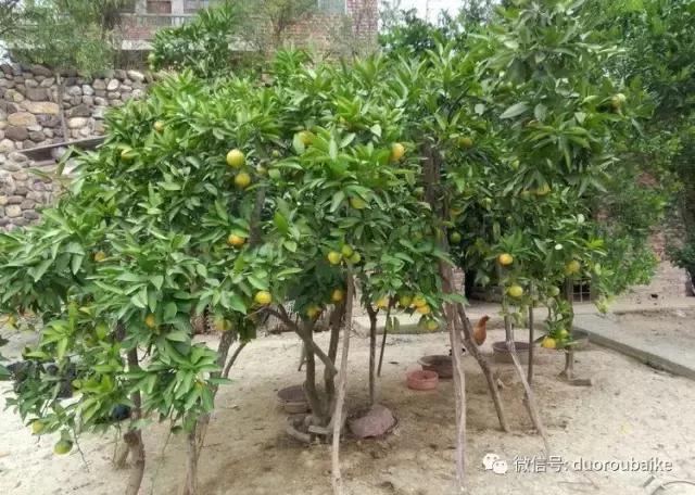 雪地里妈妈种的漂亮多肉,女儿种的多肉