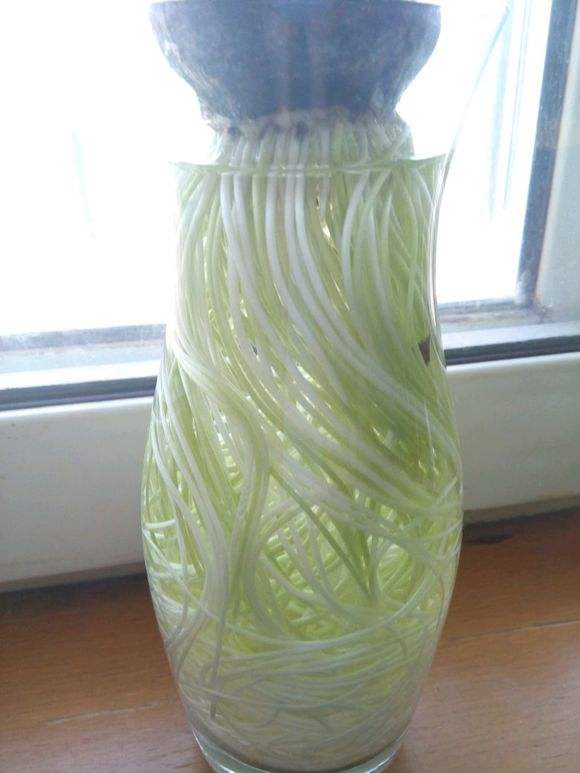 现在种风信子来得及吗,现在种风信子还行吗