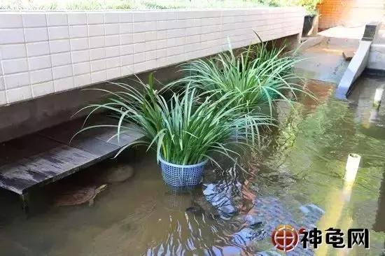 新手怎么养龟龟池里该放什么东西,10只25厘米龟需要多大的龟池