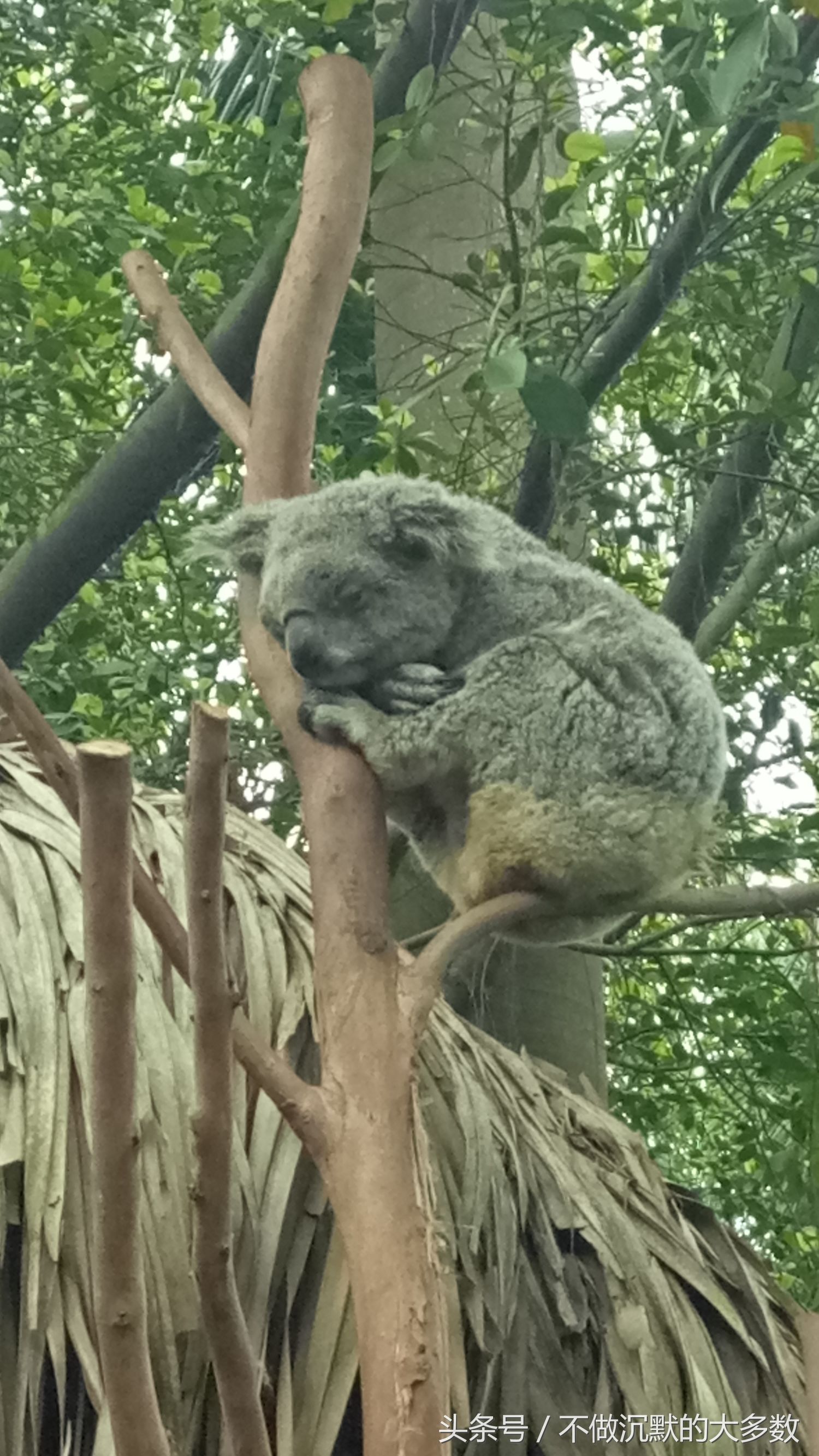 广州长隆野生动物园金蛇秘境直播,长隆野生动物园金蛇秘境害怕吗