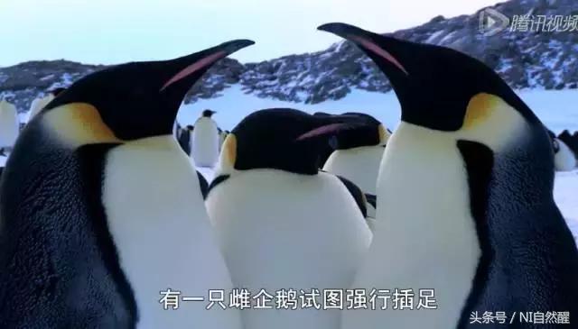 豆瓣9.7的企鹅版《无间道》，上演最萌版「原配撕小三」！