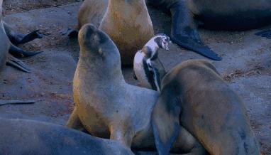 豆瓣9.7的企鹅版《无间道》，上演最萌版「原配撕小三」！