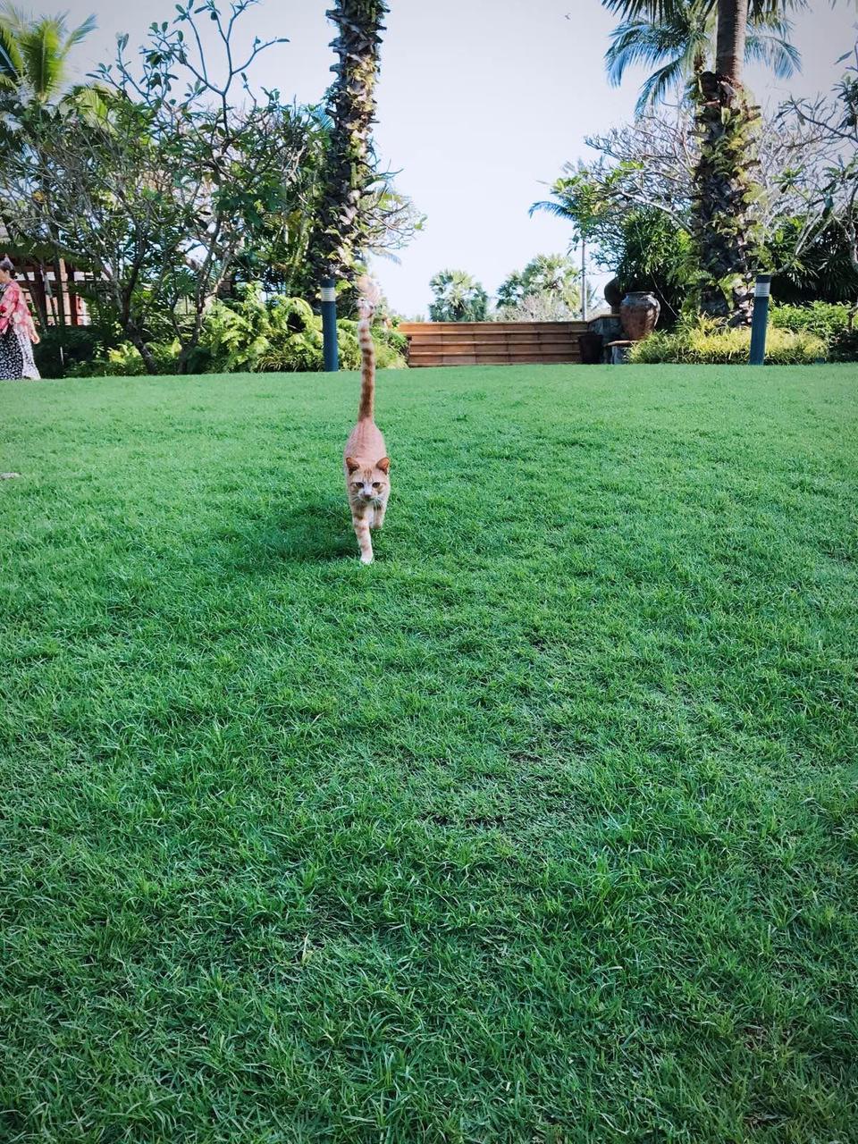 萨瓦迪卡！就在KohSamui撒野吧！