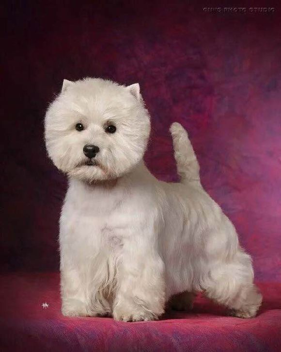 狗狗品种收集大全,收藏狗狗