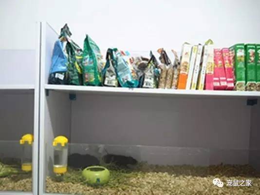 荷兰猪卖肉视频,又黑又大的荷兰猪