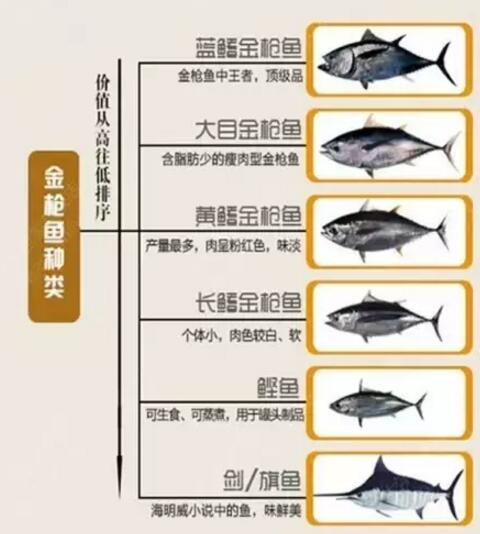 金枪鱼怎么烹饪最佳,一斤左右的金枪鱼最佳烹饪方法