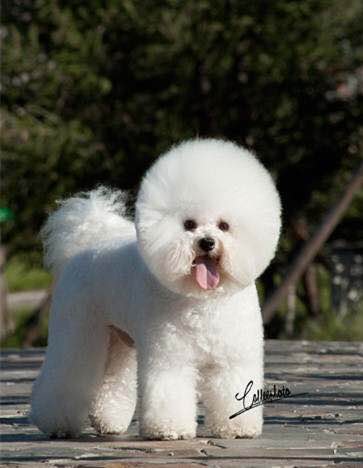 普遍的狗狗品种大全及图片,所有狗狗品种集合大全