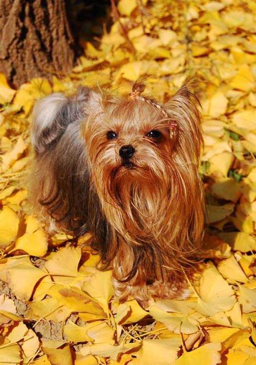 普遍的狗狗品种大全及图片,所有狗狗品种集合大全