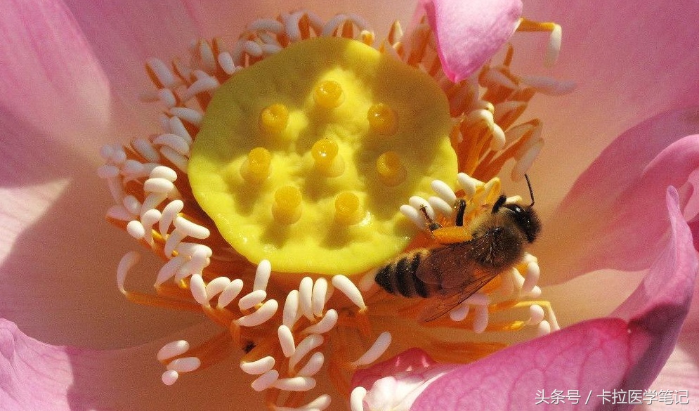 春季总是犯鼻炎或皮肤过敏，盘点10种过敏原的预防